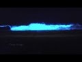 Bioluminescent waves in San Diego, Red Tide & Blue Waves