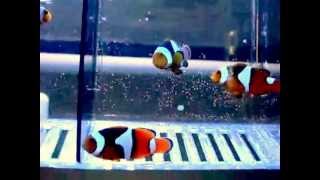 Onyx Clownfish w/Picasso Pattern (at C-Quest Puerto Rico 4 years ago)