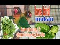 Daun Makanan Burung Lovebird