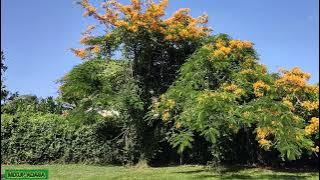 NO SAH,QUEEN BEE CHIP CURLY HEAD  