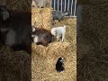 Adorable baby goat wants to get up #babygoat #adorable