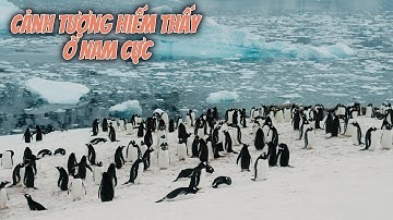 Cuộc sống bí mật của chim cánh cụt 🐧 | Sự thật ít ai biết ở Nam Cực