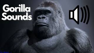 Gorilla Sound Effects (Roar / Grunt) | No Copyright