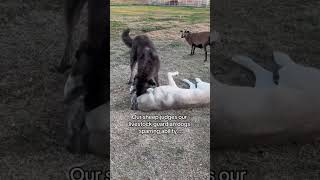 Bo vs Judge. #livestockguardiandog #anatolianshepherddog