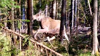 Лесные сюрпризы, новые растения Совиного Дола и радужные перспективы