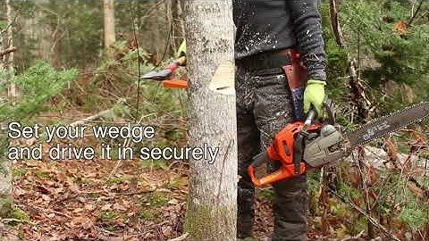 Small Diameter Back-Leaning Tree