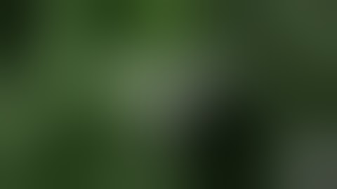 Cannabis Potency Testing