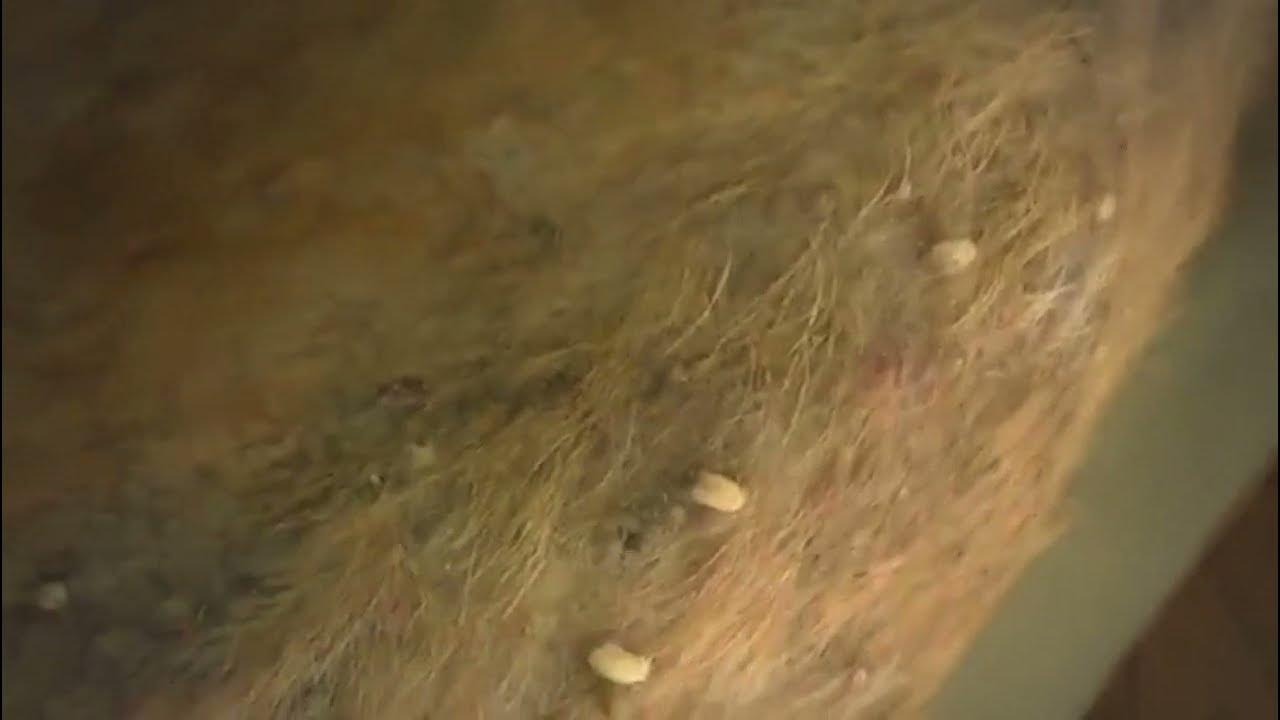 Remove Monster Mango worms from poor dog Mango worms removal 24 YouTube
