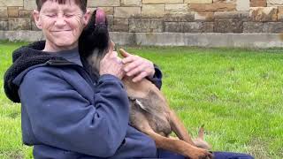 Meet Randy a Belgian Malinois currently available for adoption! 12/19/2022 12:15:56 PM