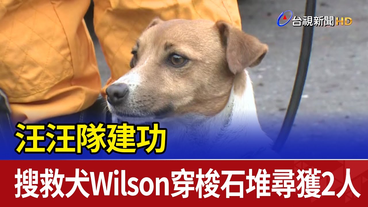 汪汪隊建功 搜救犬Wilson穿梭石堆尋獲2人