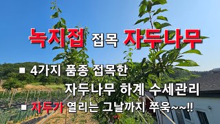 녹지접목 자두나무 하계관리 - 신초정리