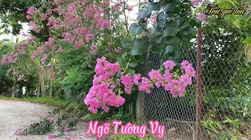 Ngõ nhỏ hoa Tường Vy rất Chill và bình yên đến lại ll Trai quê lúa