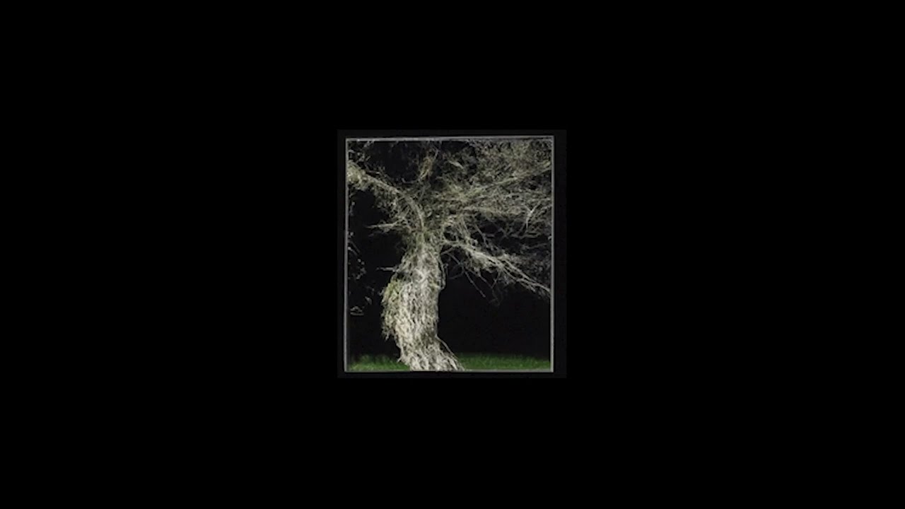 Wild Pink - The Grass Widow In The Glass Window (Official Visualizer) video thumbnail