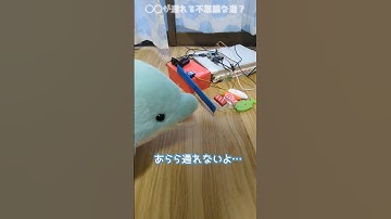 ラズベリーパイで◯◯しか通れない道？（画像認識）