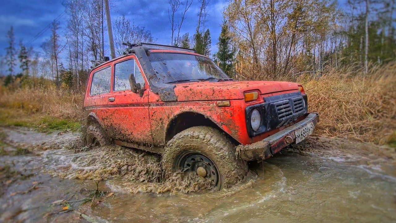 Собаки оторвали бампер