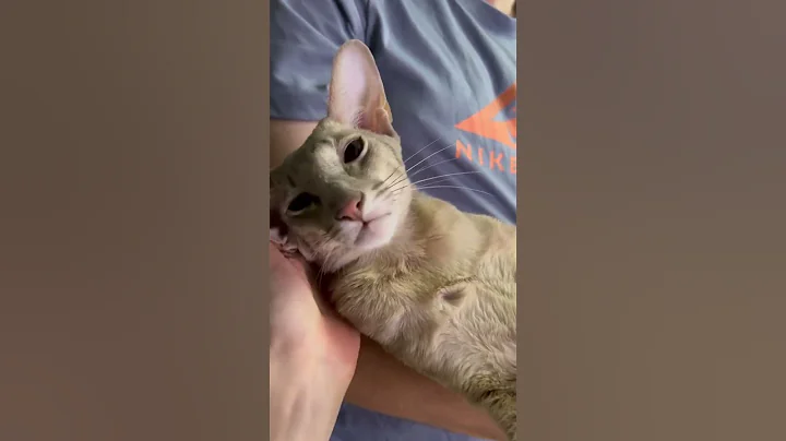 Watch the video about Oriental shorthair kitten meows on the handles