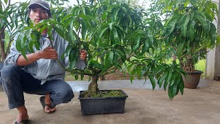 Bonsai Mangga mulai bunga,