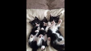 The CUTEST Kitten Compilation 2019