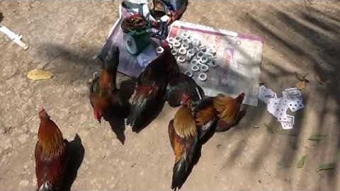 Bắt đá gà tại huyện Châu Thành & Chợ Gạo, Tiền Giang