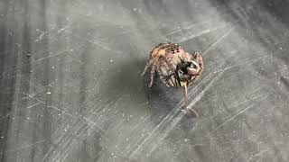 Spider hunting house fly