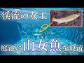 【渓流の女王ヤマメ】美しい山女魚を釣って庭の池に放流したい！