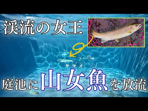 [Yamame, the Queen of Mountain Streams] I want to catch a beautiful yamame trout and release it i...