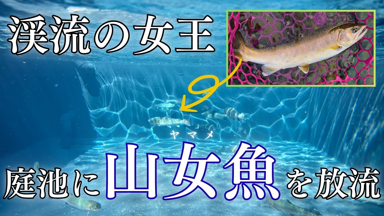 【渓流の女王ヤマメ】美しい山女魚を釣って庭の池に放流したい！