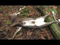 三年目狩猟生活(その65)