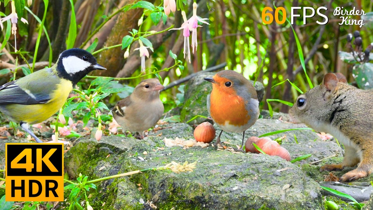 🔴 24/7 LIVE: Cat TV 😺 Adorable Garden Birds and Squirrels 🐦 4K Cat Games