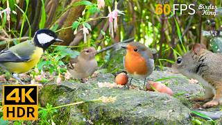 🔴 24/7 LIVE: Cat TV 😺 Adorable Garden Birds and Squirrels 🐦 4K Cat Games