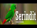 Serindit Kalimantan Super Gacor Dan Jernih Mp3 - Mp4 Download