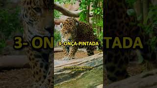 Os 05 Maiores Felinos do Mundo, guepardo, leopardo, onça-pintada, leão, tigre - #shorts