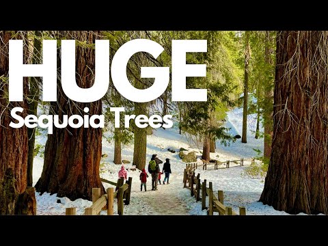 Video: Sequoia National Park Boende - Vad du behöver veta