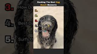 Ranking The Best "Dogs at the Beach" Moments  #dogs #funny #dogshorts #beach #doglife