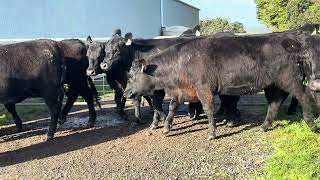 Auctions Plus Sale 128736 - 31 Jul 2026 G&K Colliver (27 head) (1)