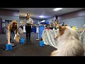 Animal behavior class conducts dog cognitive research