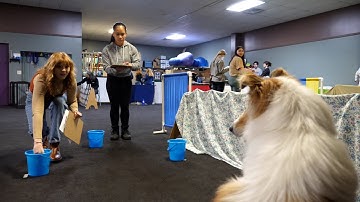 Animal behavior class conducts dog cognitive research