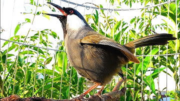 Khướu bạc má HÓT MÚA cực hay kích khướu nhà bạn căng lửa múa hót theo nhanh nhất | khướu bạc má