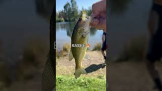 Caught a BASSISI #fishing #shorts