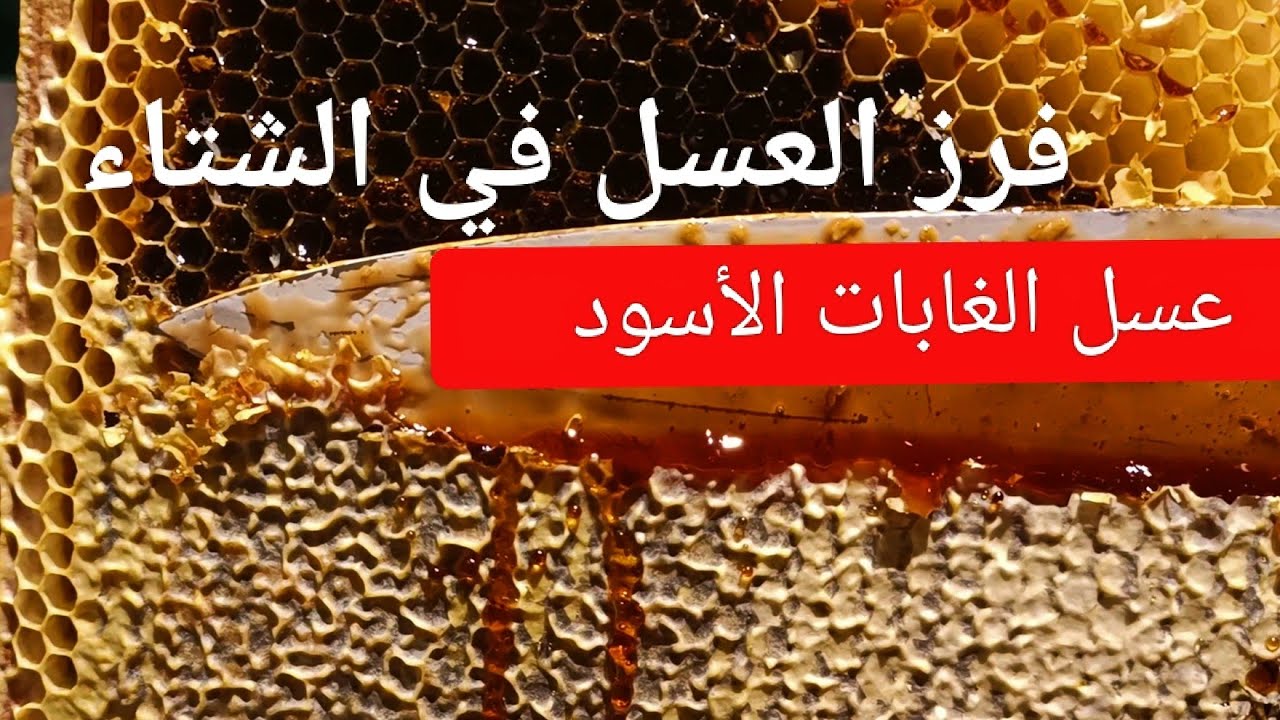 فرز العسل في الشتاء ،كيف؟عسل الغابات الأسود.دردشة ومعلومات مهمة على وضعية النحل خلال الشتاء البارد