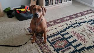 How to train a Rhodesian Ridgeback  #rhodesianridgeback