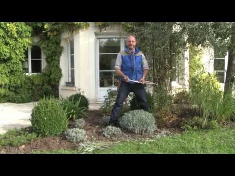 Vidéo: Rajeunissement des plantes de romarin - Comment rajeunir un arbuste de romarin