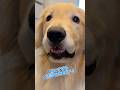 おくすりをください #大型犬 #ゴールデンレトリバー