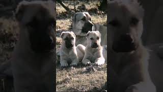 Tik Tok Köpek Videoları Kangal #shorts