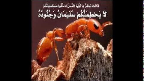 سورة النمل كاملة | خالد الجهيم