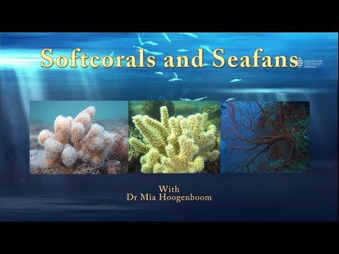 Learn about soft corals and seafans - JCU Classroom on the Reef