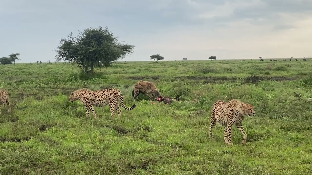 Three Cheetah Brothers vs. Hyenas: A Dramatic Food Standoff in the Serengeti