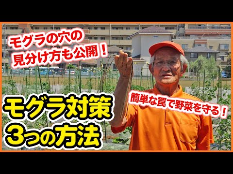 庭の穴の原因を動物別に特定！プロが教える効果的な対策ガイド