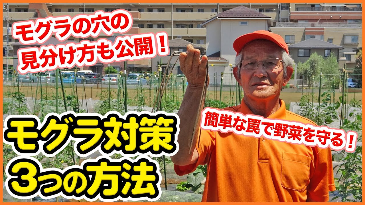 モグラ対策とは！？家庭菜園で被害が出る前にモグラの穴を見分けて正しく対策！ポイント3選！カメムシを活用して撃退するトラップ等もご紹介【獣害】