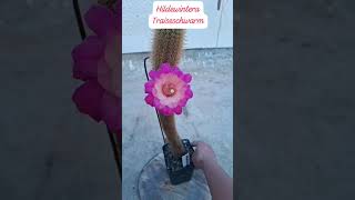 #beautifulflowers #fridayvibe #beautifulnature #plantlover #flutemusic #uniqueplants #friday #garden